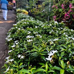 Mukut Coral Chalet Flower